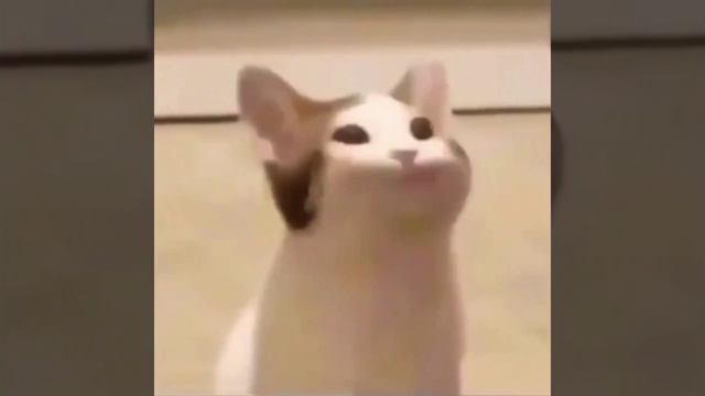 сешные видосы