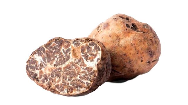 Трюфель белый мартовский (Tuber borchii)