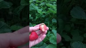 Дожди продолжаются!?Гниёт клубника.Сладкая Зенга Зенгана.Донецкая область. Strawberry under the rai