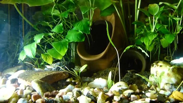 ?Сифон для чистки аквариума: как это работает смотреть онлайн