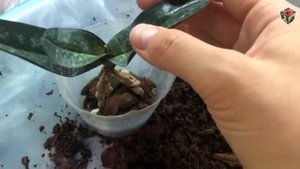 Пафиопедилум Леукохилум (Paph. Leucochilum)