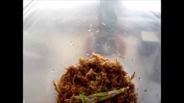 Orchids Update April 1st 2012 (Get New Orchid Plants From Cuttings)