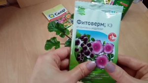 Эффективная и безопасная обработка фиалок от клеща ! Выбираем препарат и рассчитываем дозу!