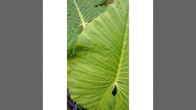 Vlog #26 The Baby Leaf Of  Alocasia Macrorrhizos  "Giant Elephant Ear" Plant