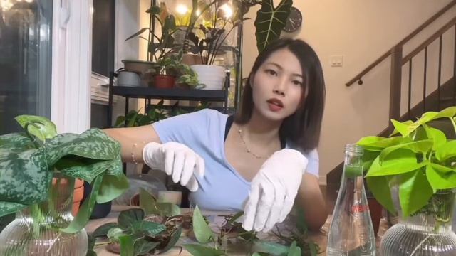 绿萝，麒麟尾，藤芋，蔓绿绒水培生根后转土培 смотреть онлайн