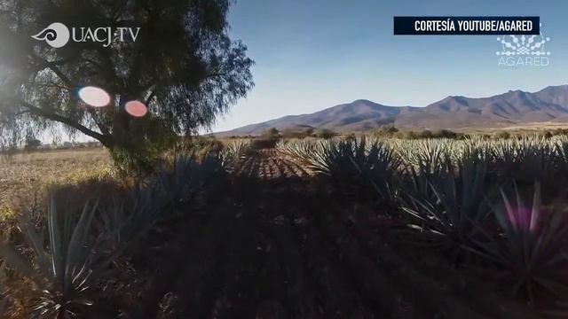 Seminario Taller sobre Desarrollo Sustentable en Zonas Aridas смотреть онлайн