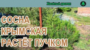 Сосна крымская стоит ли рассаживать плотно растущие саженцы.