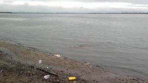 Ловля сазана,р.Амур ,набережная г.Хабаровск.1