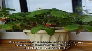 Земляника Али Баба — описание сорта