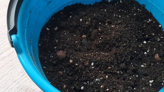 КАПРИЗНЫЕ ВОЛОСЫ У ВЕНЕРЫ! Адиантум. 08.11.2022. смотреть онлайн