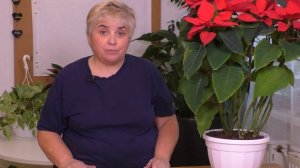 ПУАНСЕТИЯ. Продлеваем Период ЦВЕТЕНИЯ. Мои цветы. Мой опыт.