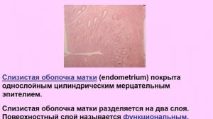 Анатомия женских половых органов