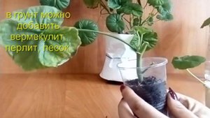 Пеларгония Герань Как осенью размножить черенками  Pelargonium укоренение geranium variété