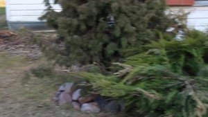 Щенки восточноевропейской овчарки и алабая прогулка игры