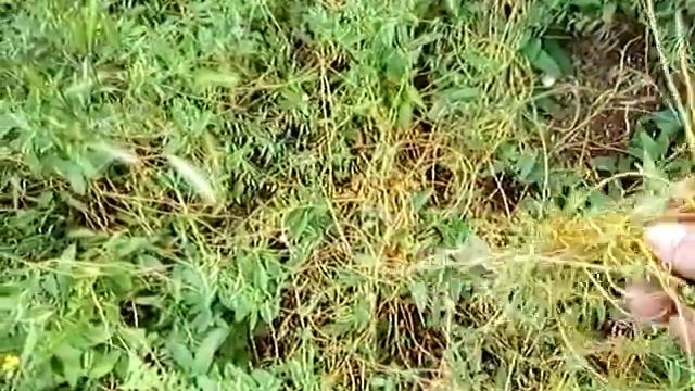 УЛОВКА ПРЕРИЙ!! От неё нет спасения!! Повилика.#повилика смотреть онлайн