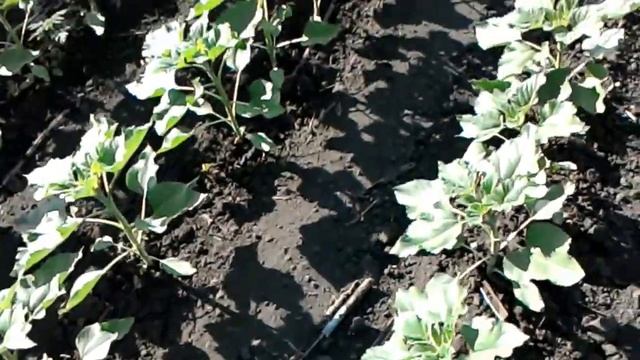 подсолнечник после боронования на одном поле с узкорядным посевом на 52.5см смотреть онлайн