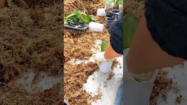 easy growing Dendrobium formosum (beautiful giant-flowered dendrobium) is a species of orchid #135 смотреть онлайн