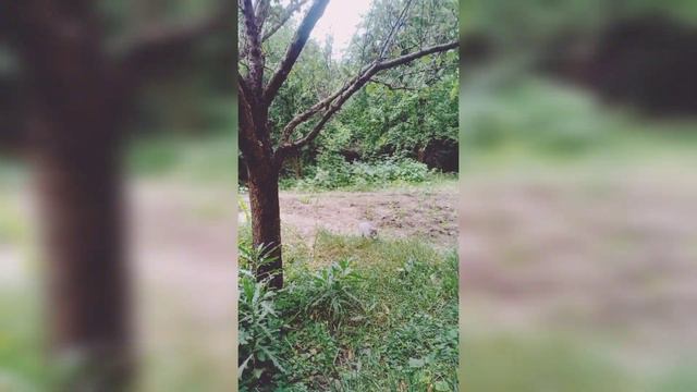Новости моего огорода #личныйблог #сад #огород