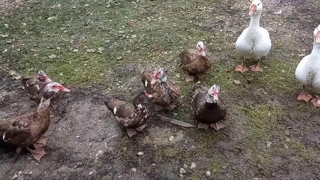 Продажа индоуток и немного про них смотреть онлайн