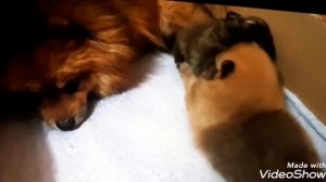 ВОЛЬЕР!!!ЛЕГКО!!!Квартирный ЗА 500 РУБЛЕЙ для щенков,собак своими руками.