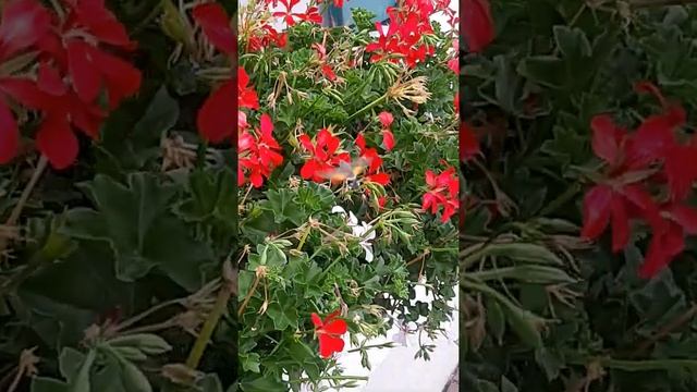 Бабочка Бражник!Колибри средней полосы