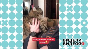 Кошка не хочет говорить "папа". Видели видео? Фрагмент выпуска от 06.06.2021