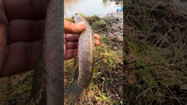 life fish #samantha #puffer #fishing #video #savelife #gold #toad