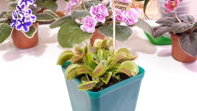 РОСЯНКА! Как ухаживать? #венерина_мухоловка смотреть онлайн