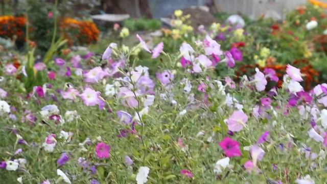 Жители поселка "Слобода Вольная" о том, как сейчас им живется смотреть онлайн