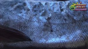 Крупный толстолобик, горячего копчения, рецепты из рыбы от fisherman dv  27 rus