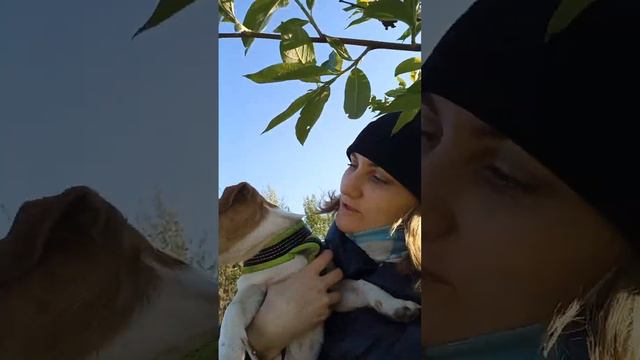 #путешествиессобакой #щенок #джекрасселтерьер #инстаграмнедели #funnyvid