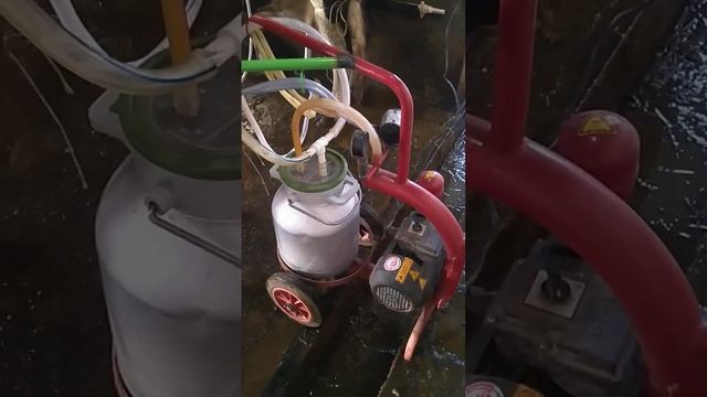 как построить коровник Мини Ферма