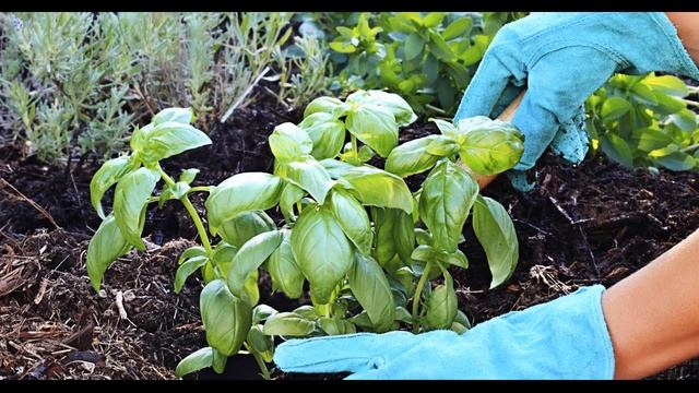 Базилик полезные свойства для огорода | Советы огородникам смотреть онлайн