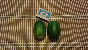 Необычный огурец: сорт Чупа-Щупс