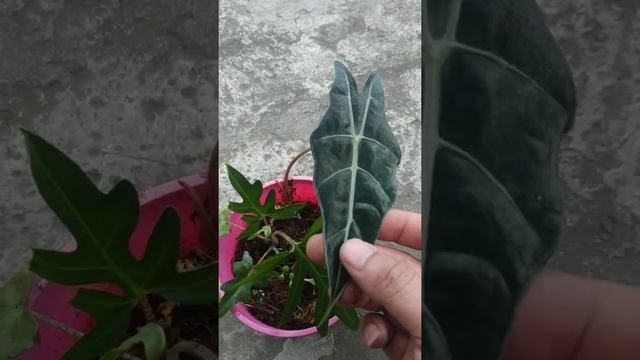 Alocasia Brancifolia pink passion | Fazza Nursery - Popular plants