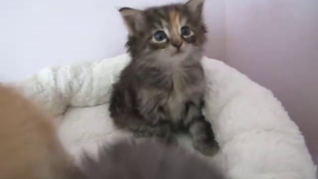 The whole Clematis flower litter 5,5 weeks.MOV смотреть онлайн