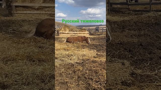 Русский тяж #лошадь