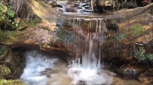 Прекрасное  чтение  Корана, кори  Фаррух#КориФаррух #Коран