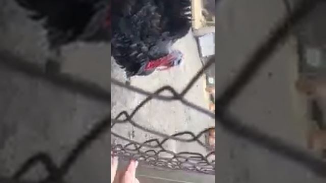 Птичий язык. смотреть онлайн