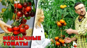 Необычные и вкусные томаты от Хюрем Султан