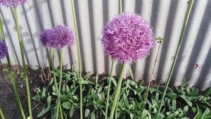 Так цветёт лук-Суворова, горный лук, Афлатунский.