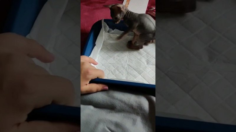 Сфинксу понравился его новый туалет #сфинкс #коты #животные