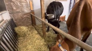 Люцерна и Тимоти самое лучшее сено для дойных коров? А я так не думаю!