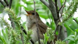 Соловьи поют заливаются, Nightingale sings