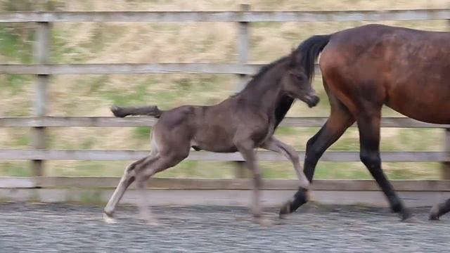Lady Fleur Caledonia смотреть онлайн