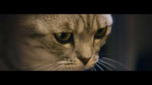 WHISKAS® Curiosity: Lamp (ENG)