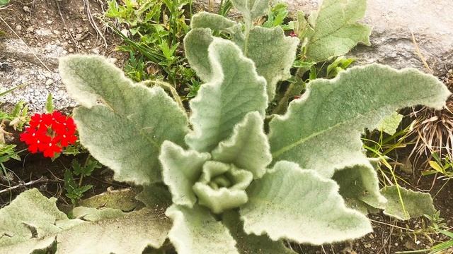 Activate And Balance Anahata (Heart Chakra) With Bija Mantra YAM смотреть онлайн