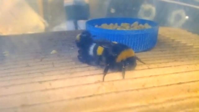 Bombus terrestris mating смотреть онлайн