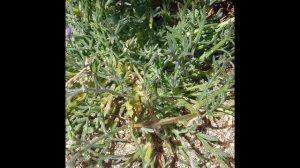 ГИЛИЯ (GILIA) сем. Синюховые