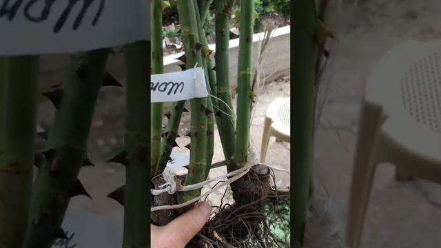 В первый раз очень переживаю  сколько торфа в кореньнасколько хорошо смачивать ?Поддержите